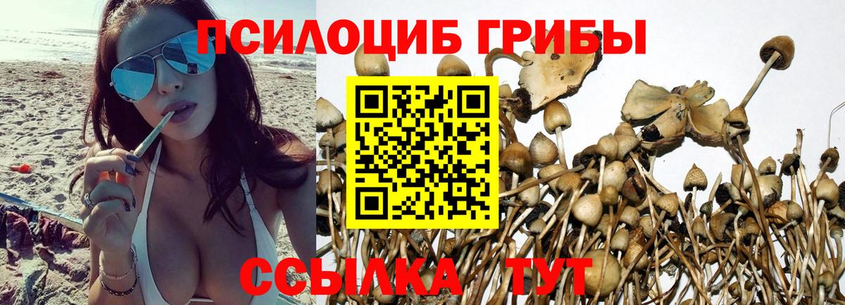 Галлюциногенные грибы Psilocybine cubensis Салехард